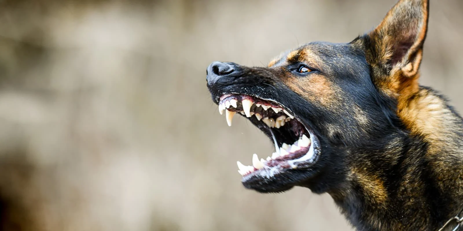 Dog Bite